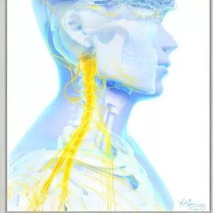 Vagus Nerve